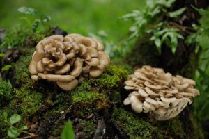 Maitake Mushroom Benefits