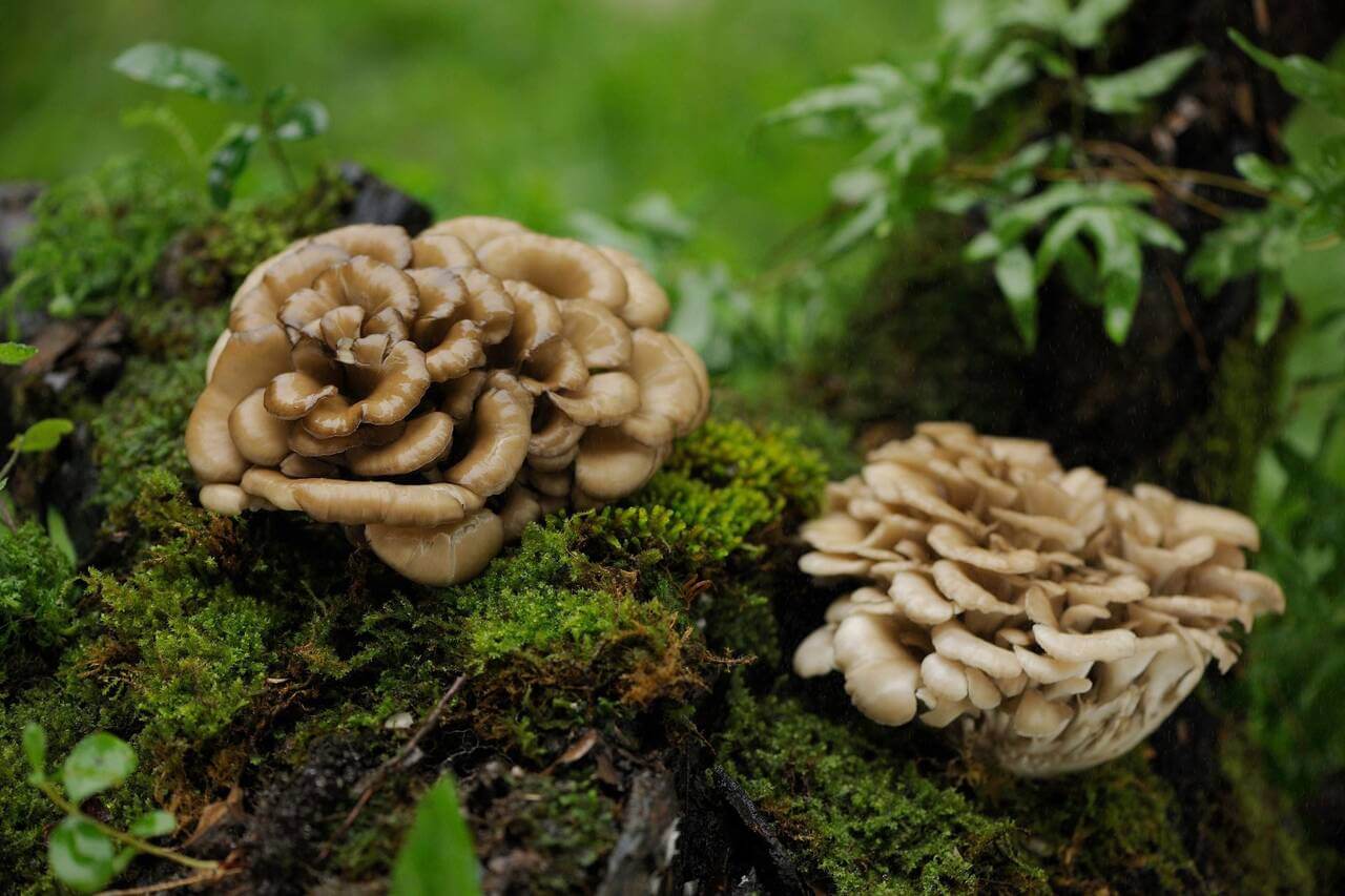 Maitake Mushroom Benefits
