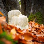 Lion's Mane Mushroom Supplements