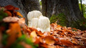 Lion's Mane Mushroom Supplements