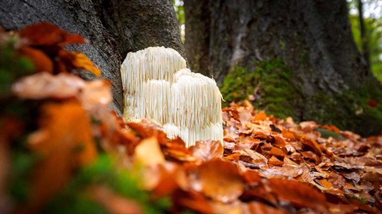 Lion's Mane Mushroom Supplements