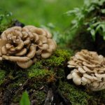 Maitake Mushroom Benefits
